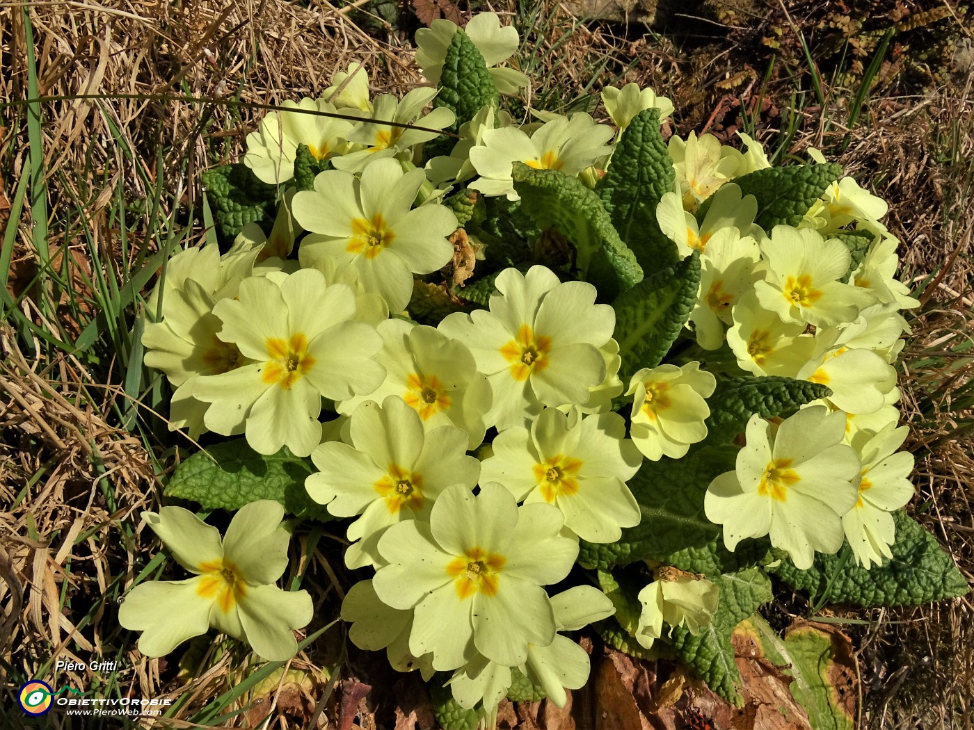 27 Festa di fiori sui sentieri al Monte Zucco - Primula vulgaris (Primula).JPG